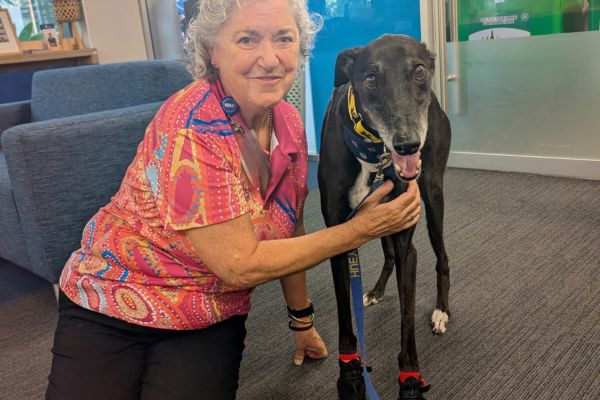 Huey the Wishlist Therapy Dog